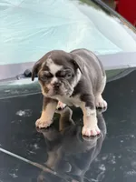 King, a male French Bulldog for sale in Stamford, CT – 5 of 5