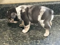 King, a male French Bulldog for sale in Atlanta, GA – 4 of 4