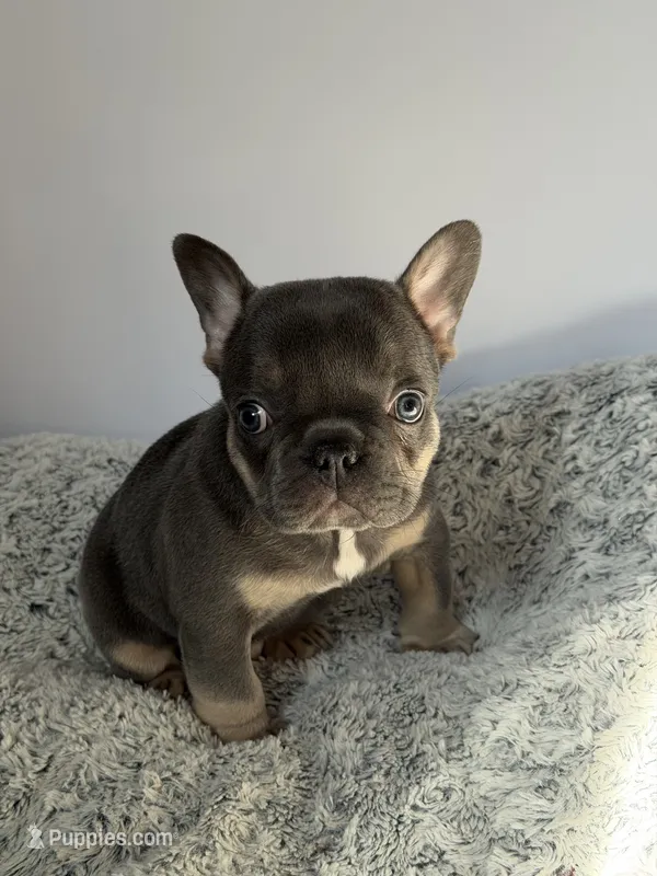 Franklin – French Bulldog puppy for sale in Atlanta, GA