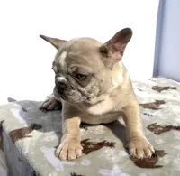 Pebbles, a male French Bulldog for sale in Atlanta, GA – 5 of 10