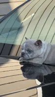 Pebbles, a male French Bulldog for sale in Stamford, CT – 7 of 8