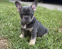 Franklin, a male French Bulldog for sale in Atlanta, GA – 4 of 7