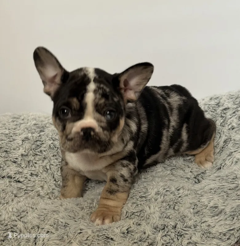 Clover – French Bulldog puppy for sale in Atlanta, GA