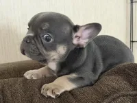 Franklin, a male French Bulldog for sale in Atlanta, GA – 6 of 7