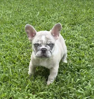 Pebbles, a male French Bulldog for sale in Atlanta, GA – 4 of 10