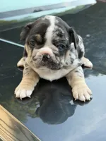 Clover, a female French Bulldog for sale in Stamford, CT – 5 of 5