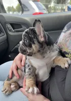 Clover, a female French Bulldog for sale in Atlanta, GA – 5 of 8