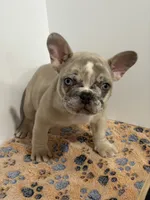 Pebbles, a male French Bulldog for sale in Atlanta, GA – 6 of 10