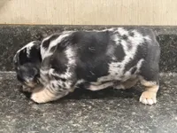 Clover, a female French Bulldog for sale in Atlanta, GA – 4 of 4