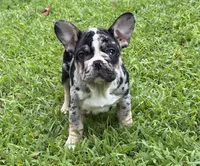 Clover, a female French Bulldog for sale in Atlanta, GA – 8 of 8