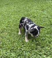 Clover, a female French Bulldog for sale in Atlanta, GA – 7 of 8