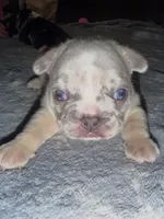 Pebbles, a male French Bulldog for sale in Atlanta, GA – 3 of 6