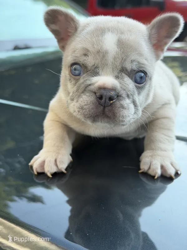 Pebbles – French Bulldog puppy for sale in Atlanta, GA