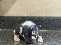Oreo, a male French Bulldog for sale in Atlanta, GA – 2 of 3