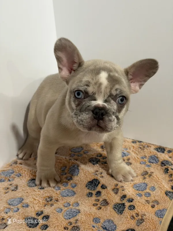 Pebbles – French Bulldog puppy for sale in Atlanta, GA