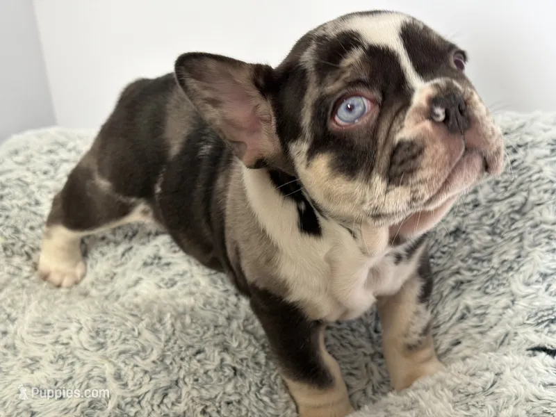King – French Bulldog puppy for sale in Atlanta, GA