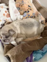 Pebbles, a male French Bulldog for sale in Atlanta, GA – 6 of 6