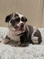 King, a male French Bulldog for sale in Atlanta, GA – 2 of 4