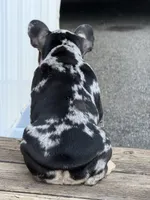 Clover, a female French Bulldog for sale in Atlanta, GA – 4 of 8
