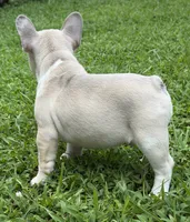 Pebbles, a male French Bulldog for sale in Atlanta, GA – 3 of 10