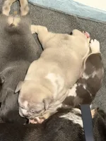 Pebbles, a male French Bulldog for sale in Atlanta, GA – 4 of 6