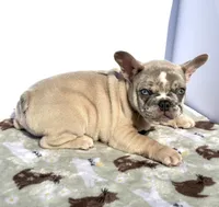 Pebbles, a male French Bulldog for sale in Atlanta, GA – 8 of 10