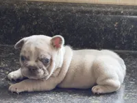 Pebbles, a male French Bulldog for sale in Atlanta, GA – 5 of 6