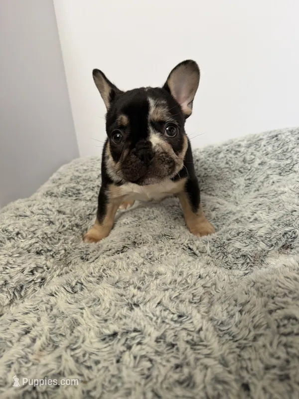 Oreo – French Bulldog puppy for sale in Atlanta, GA