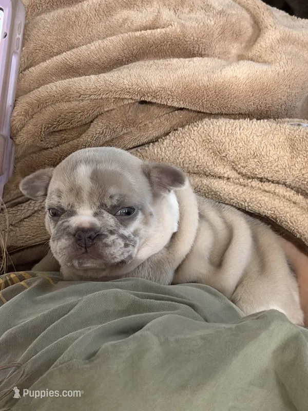 Pebbles – French Bulldog puppy for sale in Atlanta, GA