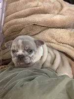 Pebbles, a male French Bulldog for sale in Atlanta, GA – 1 of 6