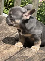 Franklin, a male French Bulldog for sale in Atlanta, GA – 2 of 7