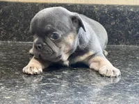 Franklin, a male French Bulldog for sale in Atlanta, GA – 4 of 5