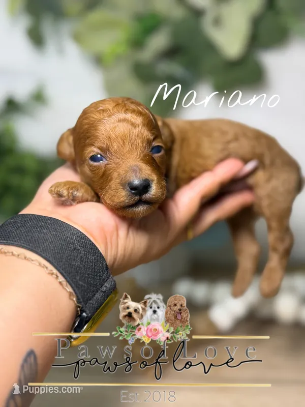 Mariano – Poodle - Toy  puppy for sale in Snow Hill, NC