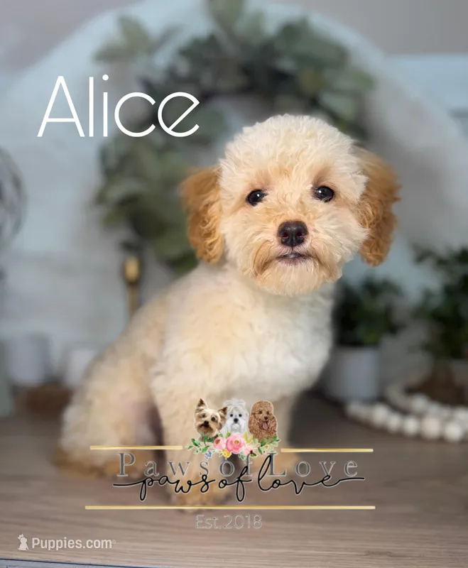 Alice – Poodle - Toy  puppy for sale in Goldsboro, NC
