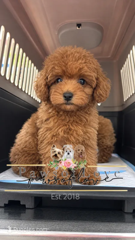 Mariano – Poodle - Toy  puppy for sale in Snow Hill, NC