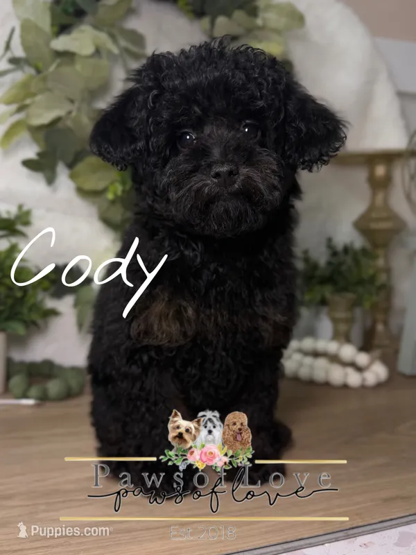 Cody – Poodle - Toy  puppy for sale in Snow Hill, NC