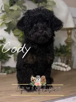 Cody, a male Poodle - Toy  for sale in Snow Hill, NC – 1 of 1