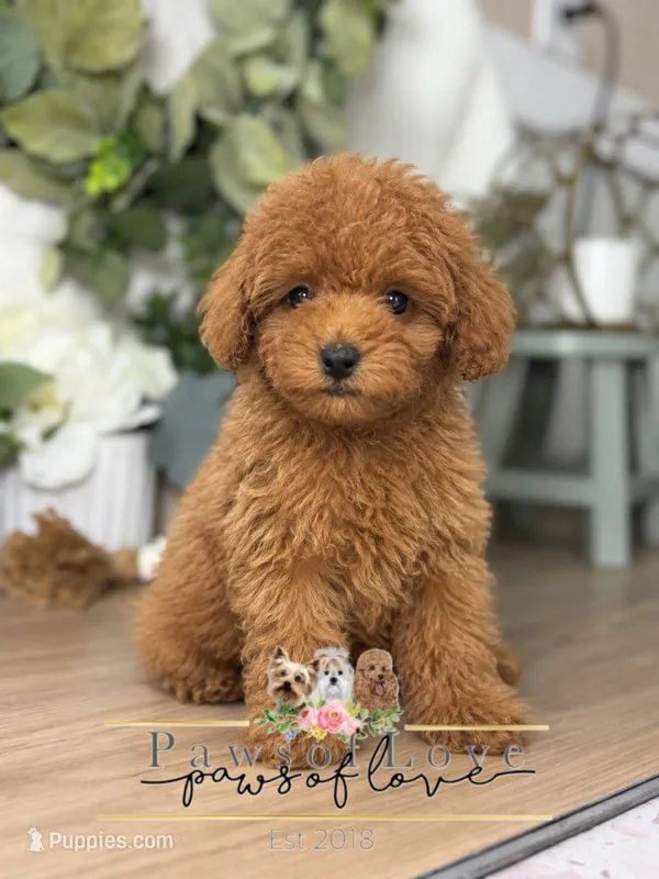 Mariano 🧸🤎 – Poodle - Toy  puppy for sale in Snow Hill, NC