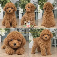Mariano 🧸🤎, a male Poodle - Toy  for sale in Snow Hill, NC – 2 of 2