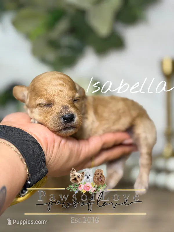 Isabella – Poodle - Toy  puppy for sale in Snow Hill, NC