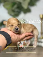 Isabella, a female Poodle - Toy  for sale in Snow Hill, NC – 1 of 1