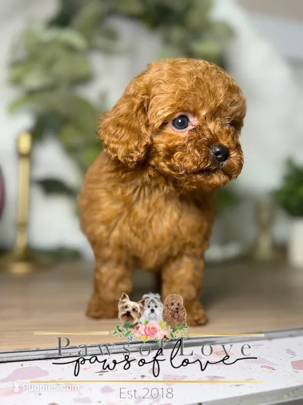 Molly – Poodle - Toy  puppy for sale in Goldsboro, NC