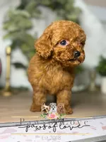 Molly, a female Poodle - Toy  for sale in Snow Hill, NC – 1 of 1
