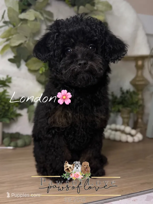 London – Poodle - Toy  puppy for sale in Snow Hill, NC