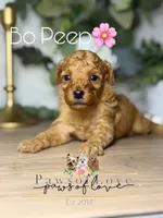 Bo Peep, a female Poodle - Toy  for sale in Goldsboro, NC – 1 of 1