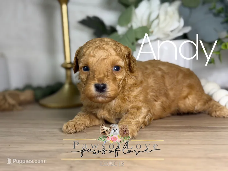 Andy – Poodle - Toy  puppy for sale in Goldsboro, NC