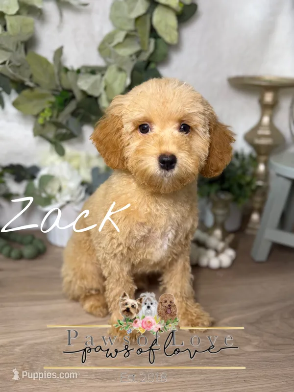 Zack – Poodle - Toy  puppy for sale in Snow Hill, NC