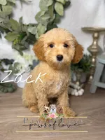 Zack, a male Poodle - Toy  for sale in Snow Hill, NC – 1 of 1