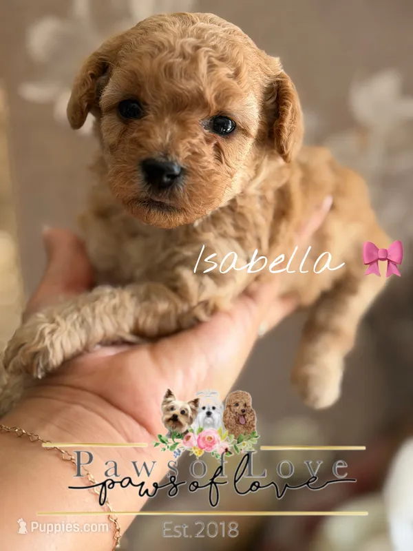 Isabella – Poodle - Toy  puppy for sale in Snow Hill, NC