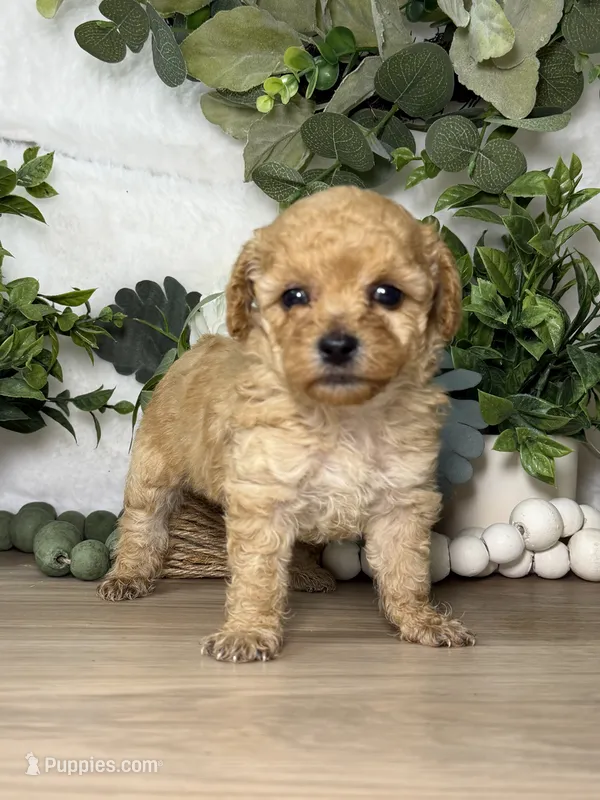 Isabella – Poodle - Toy  puppy for sale in Snow Hill, NC